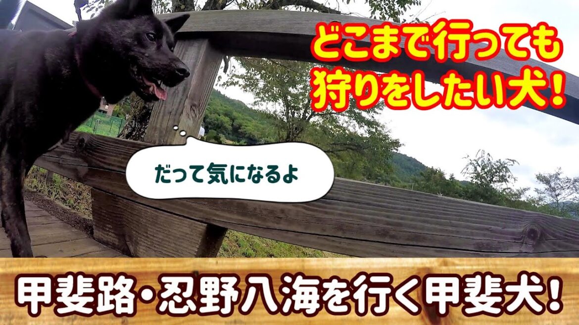 【Kai dog goes to Oshino Hakkai】甲斐犬の故郷山梨県へ！富士山の雪解け湧水忍野八海- 羽田空港への車中泊旅④