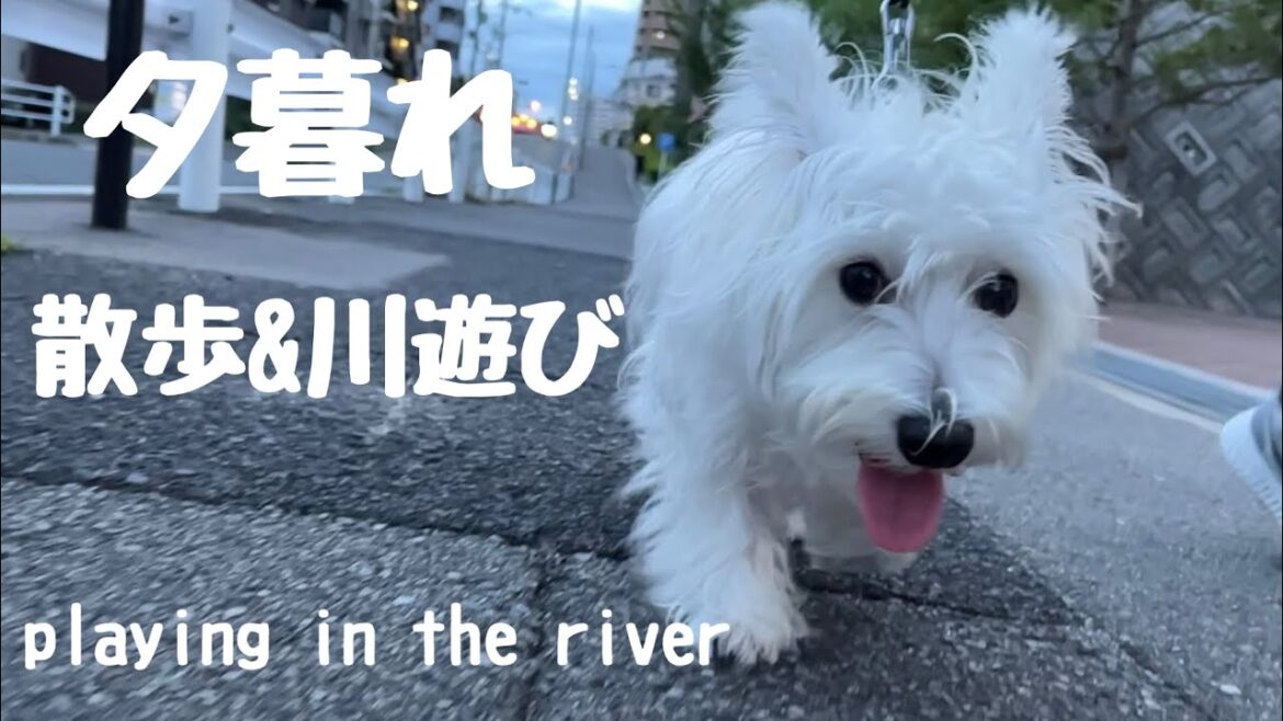 犬と川遊び&散歩スローモーション/ウエストハイランドホワイトテリア
