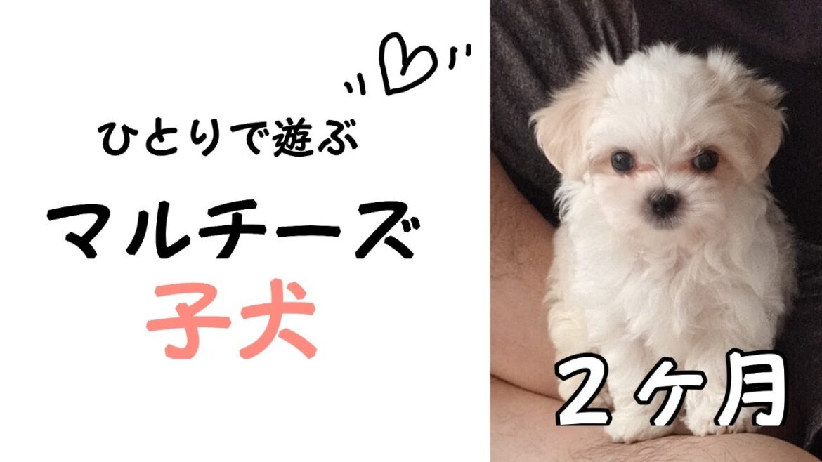 【子犬お迎え】生後２か月マルチーズの子犬【Ｖｌｏｇ】