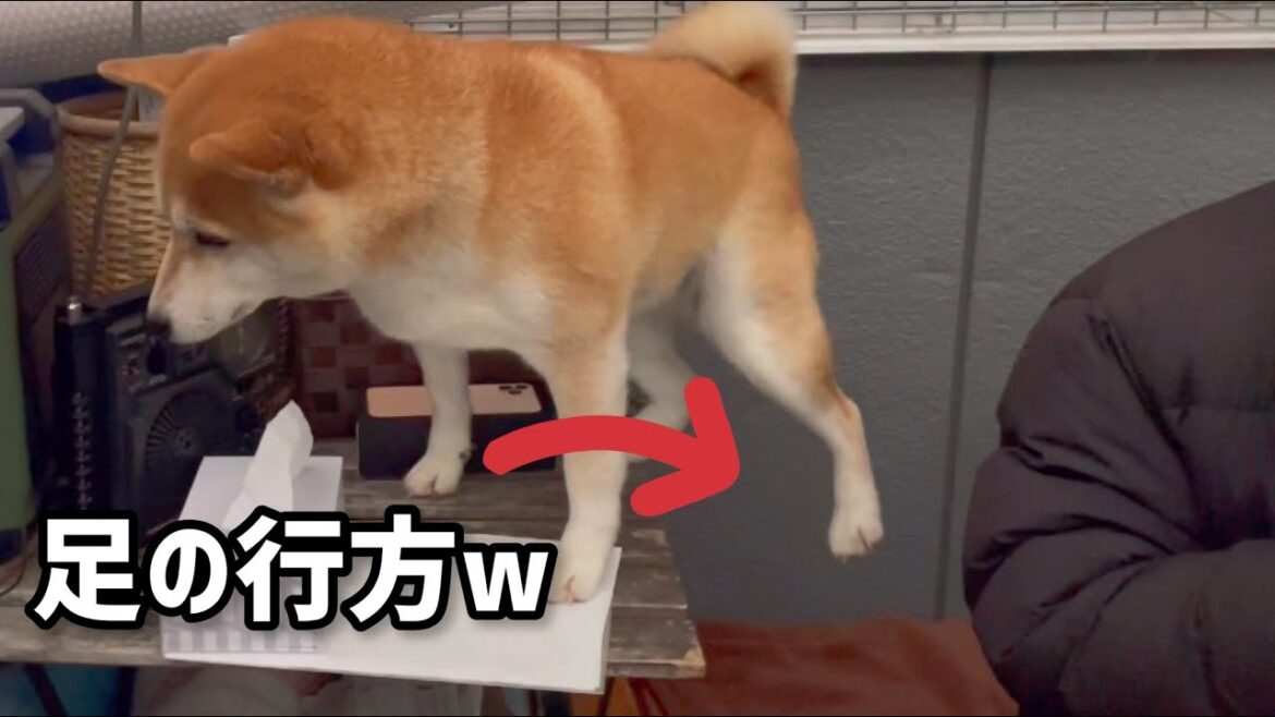 探し物をする柴犬の後ろ足の行方がジワるw