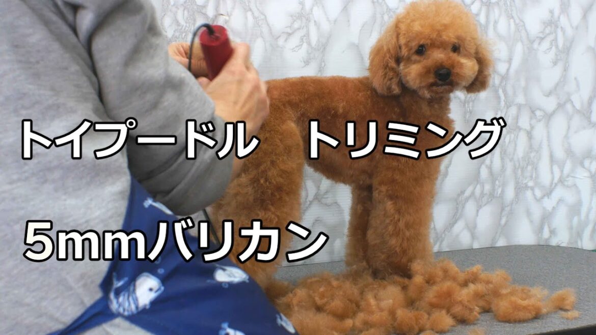 Poodle Grooming トイプードル君トリミング 体バリカン5mm Poodle Grooming トイプードル君トリミング 体バリカン5mm