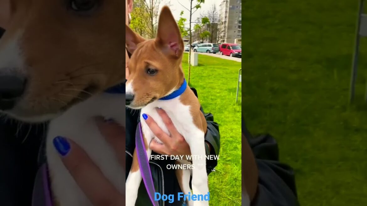 Basenji Dog friend 😍❤ #shorts #dog #pets #dogfunny #subscribe for more !❤️‍🔥