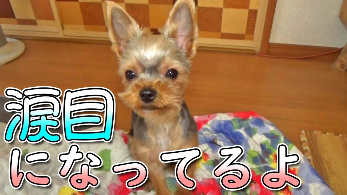 【ヨークシャテリア】悔しくて涙目になるヨークシャテリア【Yorkshire Terrier】