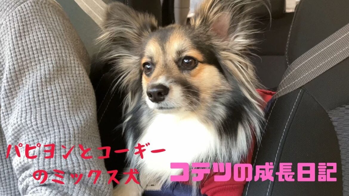 【パピヨンとコーギーのミックス犬】ドライブ中の愛犬コテツ　My dog Kotetsu driving