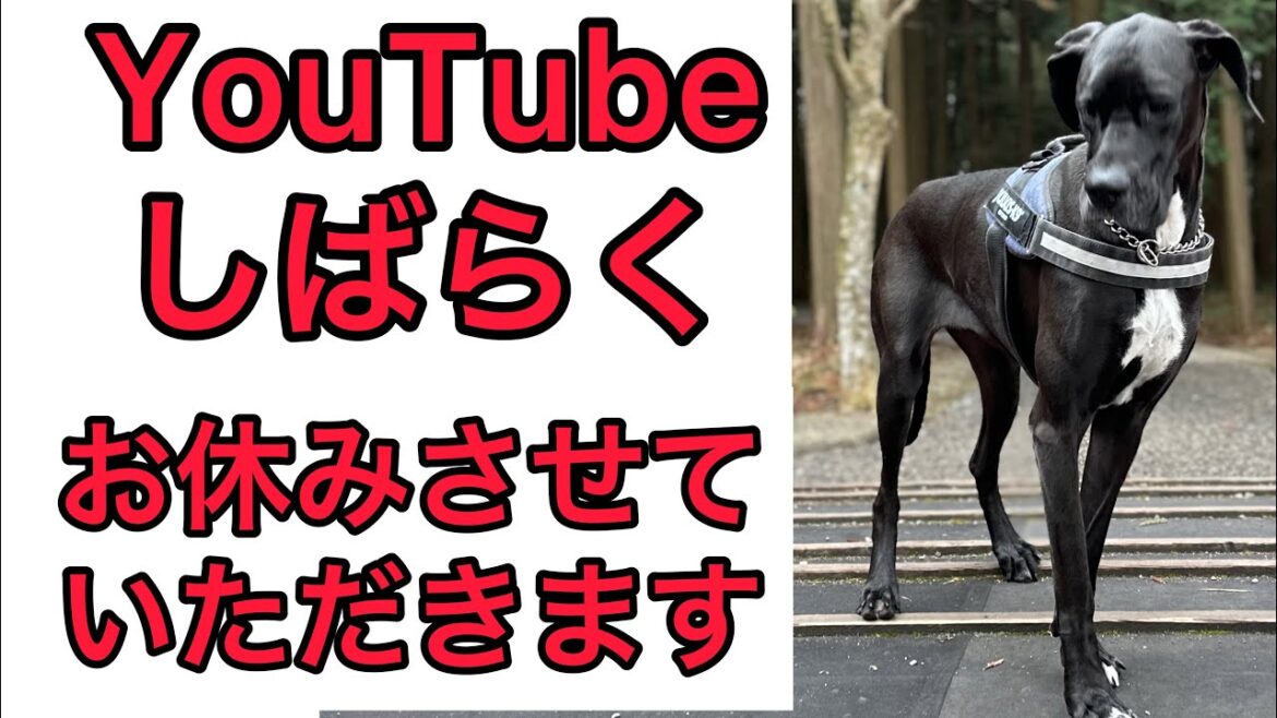 YouTube お休み させていただきます🙇 今までありがとう🥺 超大型犬 グレートデーン ニューファンドランド 犬好き 猫好き 保護猫