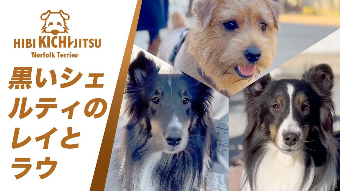 黒いシェルティ姉妹犬 と 愛犬キチ【  norfolkterrier ノーフォークテリア shetlandsheepdog 】