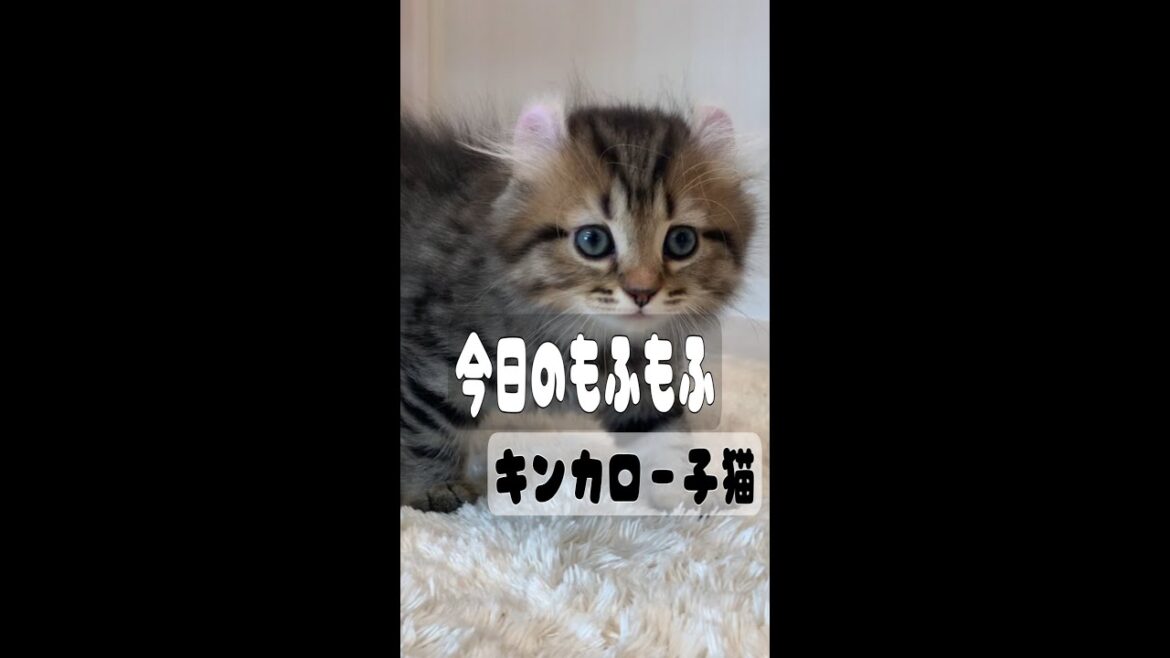 【今日モフ】キンカロー子猫ミッキー耳♡