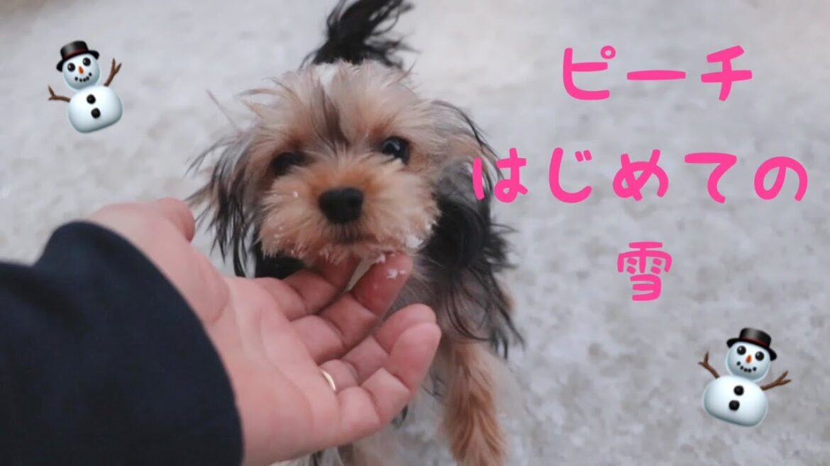 朝からみんなで雪遊び♪【ヨークシャーテリア専門犬舎チャオカーネ】