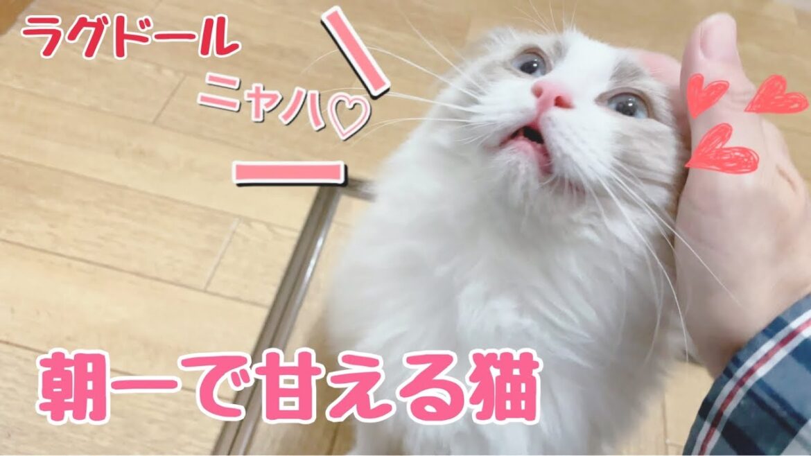 【猫動画】朝から甘える可愛い猫がこちらです【ラグドール】