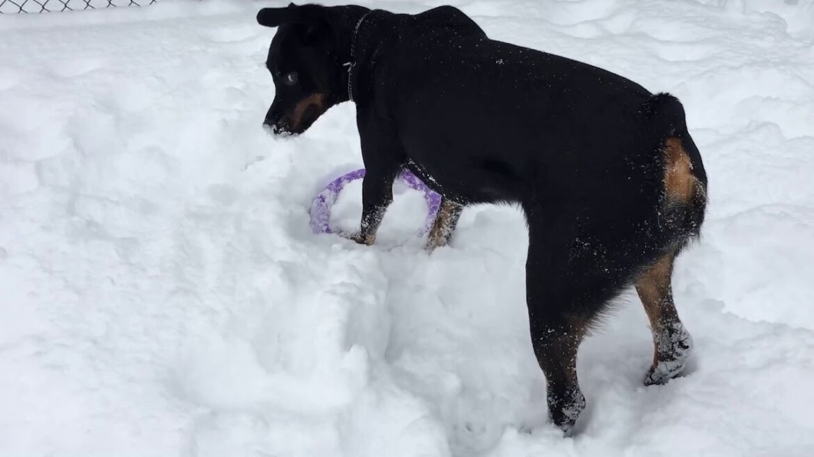 遊んでほしくてアピールしまくるロットワイラー　Rottweiler wishing to play