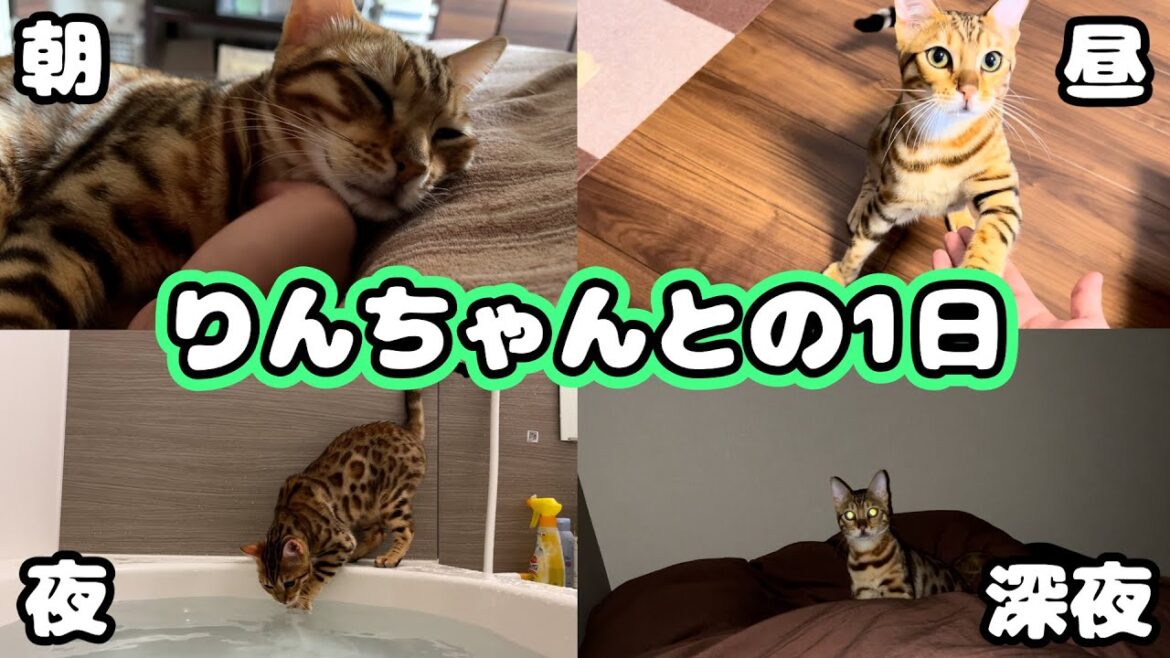【りんちゃんとの】猫をお迎えするとこんな１日を過ごすことができます【生活】