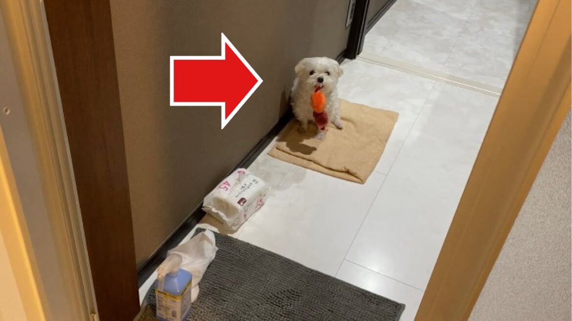 お風呂の修理をするパパをおもちゃを咥えて見守る犬はこちらw【マルチーズ】