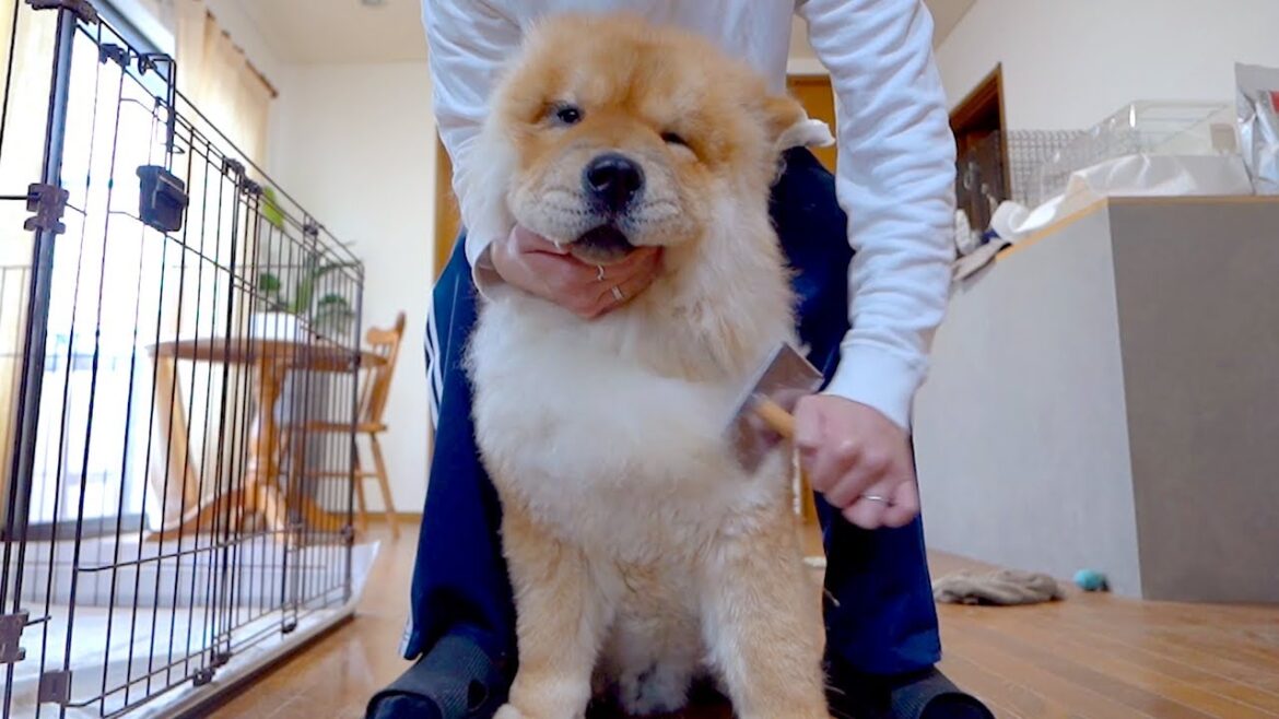 チャウチャウ犬のあごヒゲ(?)を整えます