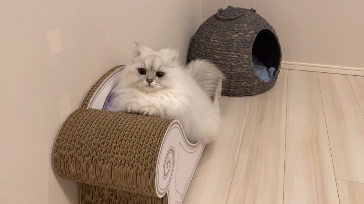 新しい爪とぎ（カリカリーナ）にハマる猫