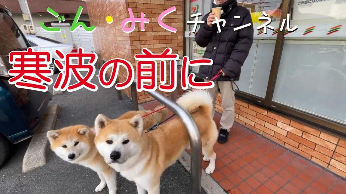 大寒波の前に　秋田犬【ごん・みく チャンネル】2023/01/22
