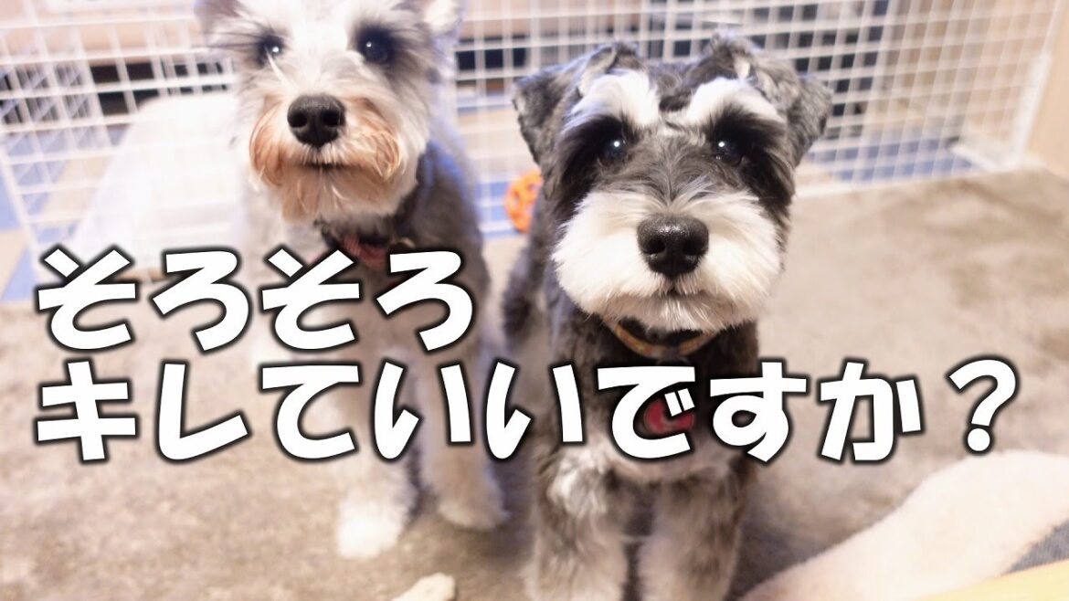 【激おこ】普段温厚な兄シュナがブチギレました【犬の多頭飼い】