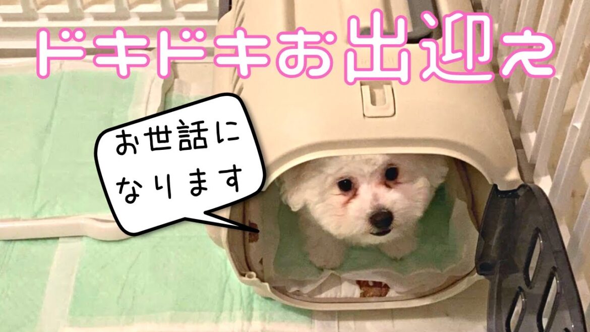 ビションフリーゼの子犬　お迎え初日の様子【生後2ヶ月の子犬パンジー】