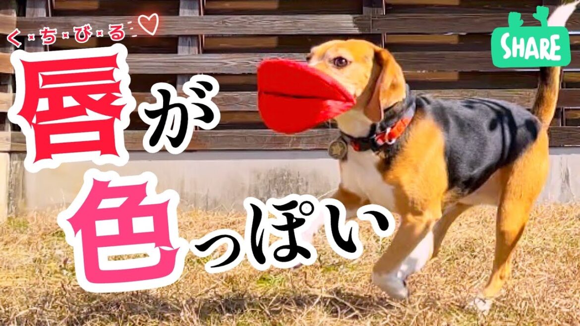 うちの犬が セクシーすぎる！