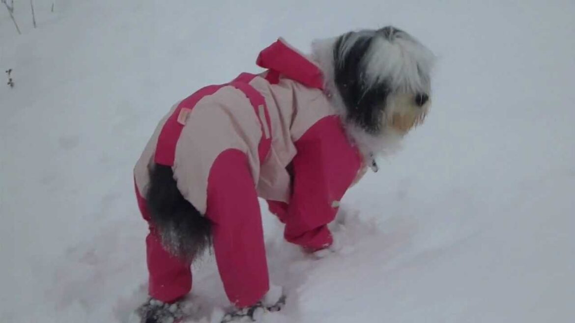 オールドイングリッシュシープドッグセｴラ雪玉でヨロヨロ（H24 12 29