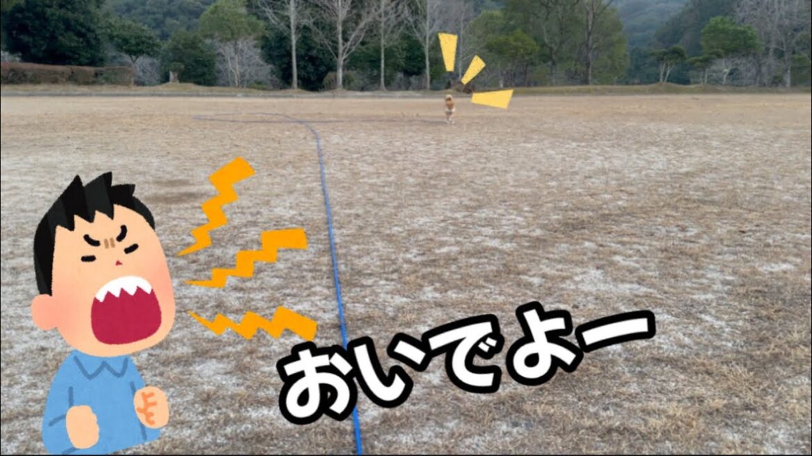 柴犬が遠くから寄ってくる姿がなんか好き！