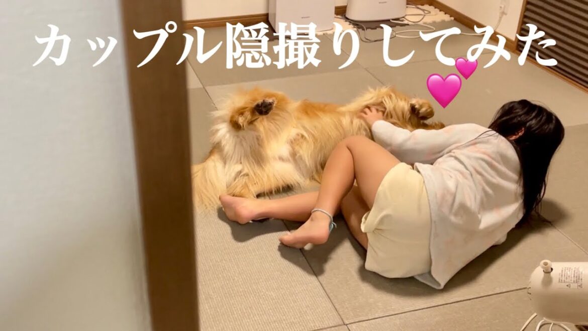 パパに隠れていちゃいちゃする恋人のような２人を隠し撮りしてみた！【ゴールデンレトリバーとミニチュアダックスフンド】