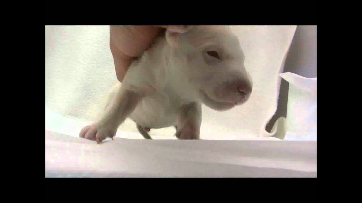 ミニチュアブルテリアの子犬09
