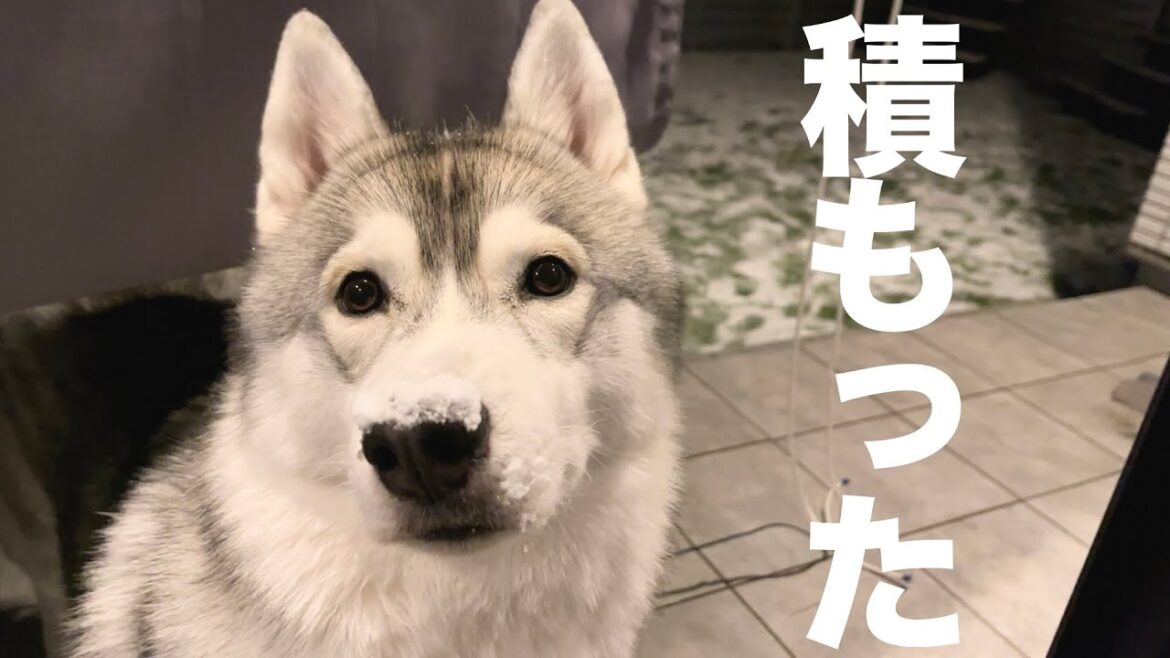１０年に一度の大寒波で初めて雪に触れるシベリアンハスキー