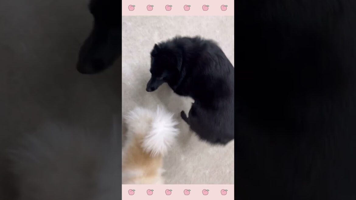 犬のようちえん・ほいくえん・スキッパーキ・ポメラニアン・トイプードル#犬のしつけ#shorts