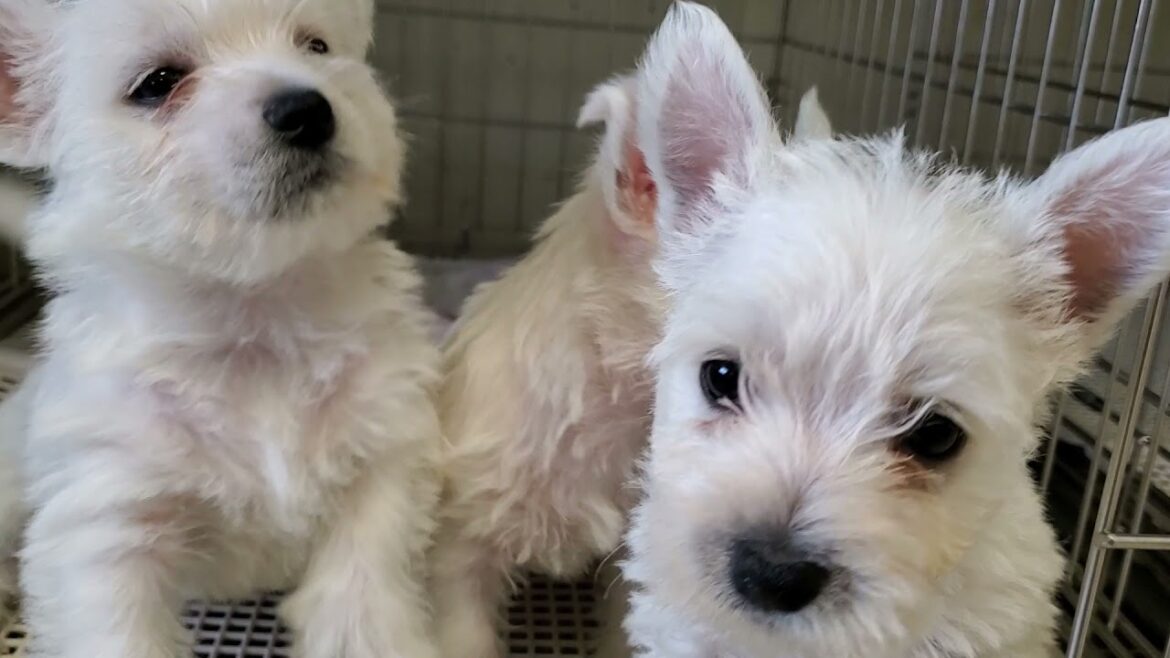 ウエストハイランドホワイトテリア 8月1日まで見学可能 ウエストハイランドホワイトテリア 8月1日まで見学可能