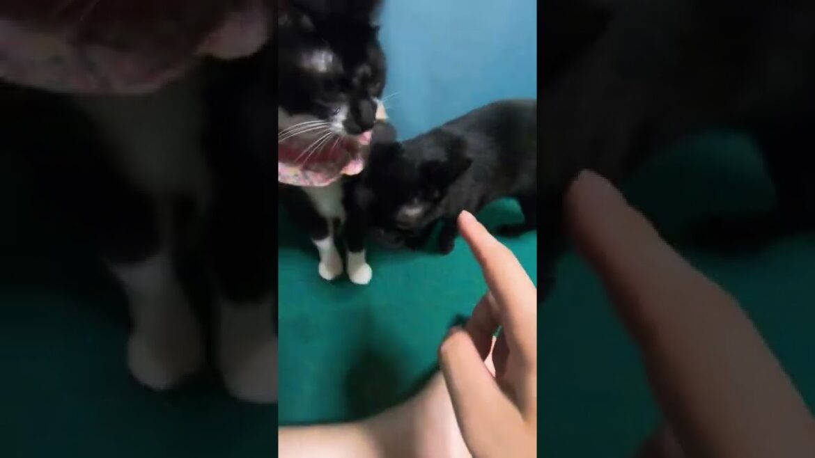 黒猫月君の短い尻尾（ボブテイル？）を見る動画（元保護猫カフェ出身）Video of a short tail of a black cat