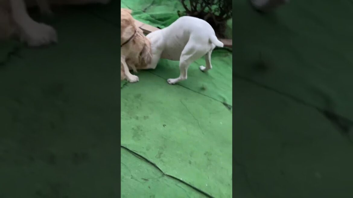 風に遊んでもらう♪wind fairyゴールデンレトリバー　ボクサー犬