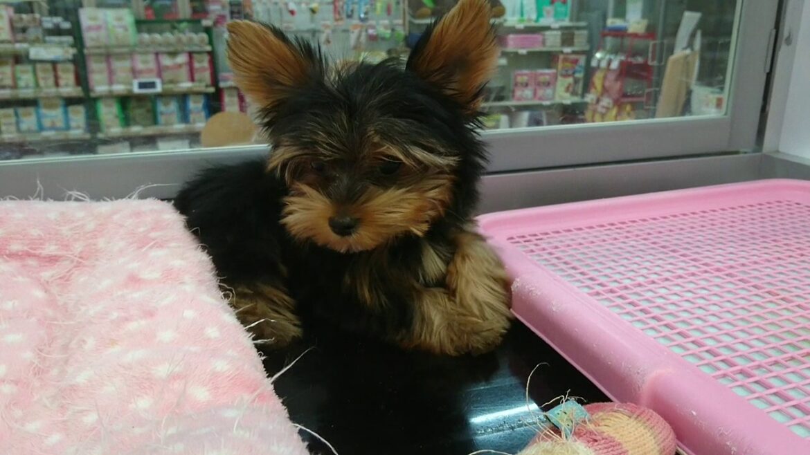 生後三ヶ月のヨークシャーテリアの赤ちゃんが可愛すぎて♡