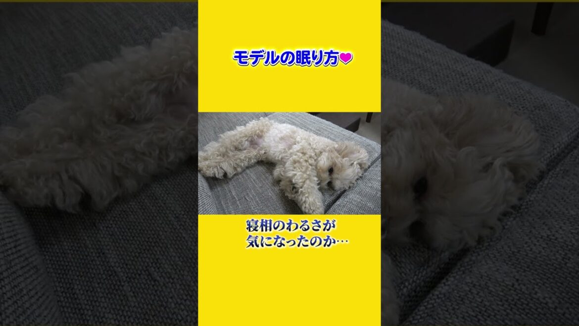 ねむり方が美しすぎるトイプードル🐕❤ #Shorts