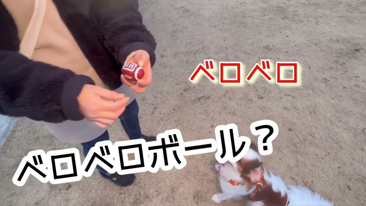 冬のドックラン【コーイケルホンディエ Japanese a kooikerhondje ♀】
