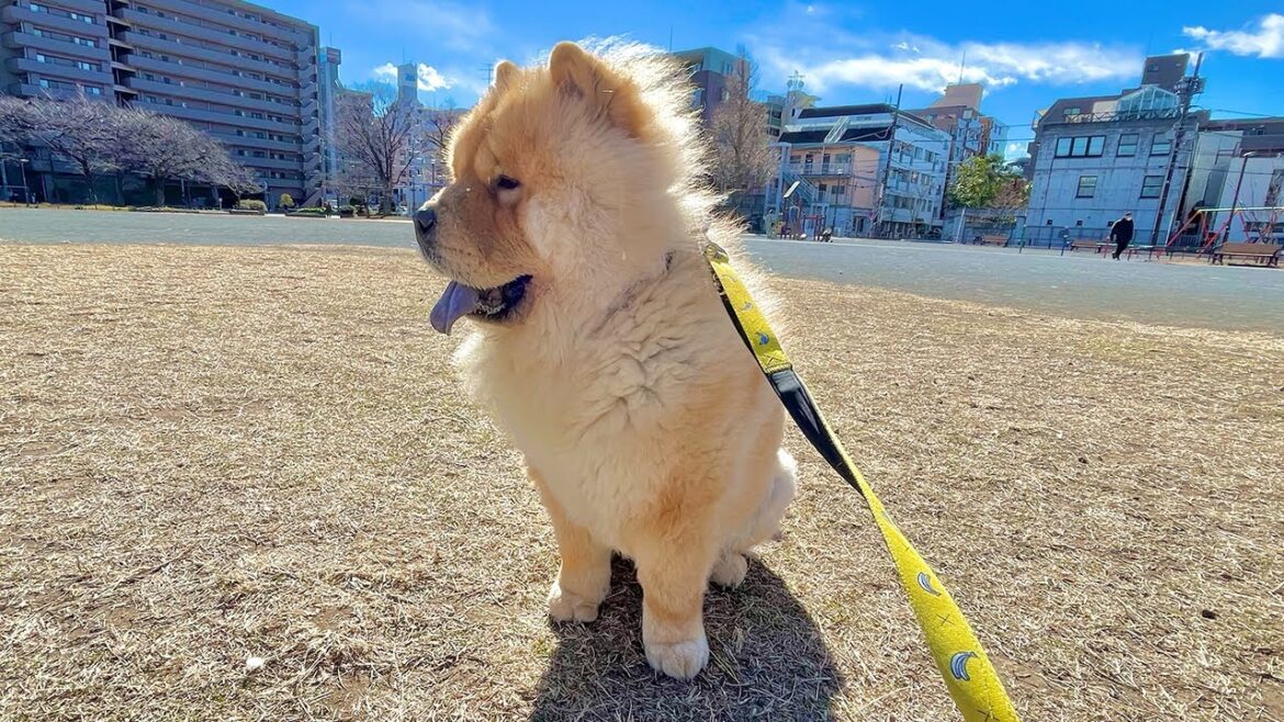 寒波だろうがなんだろうが関係ないチャウチャウ犬