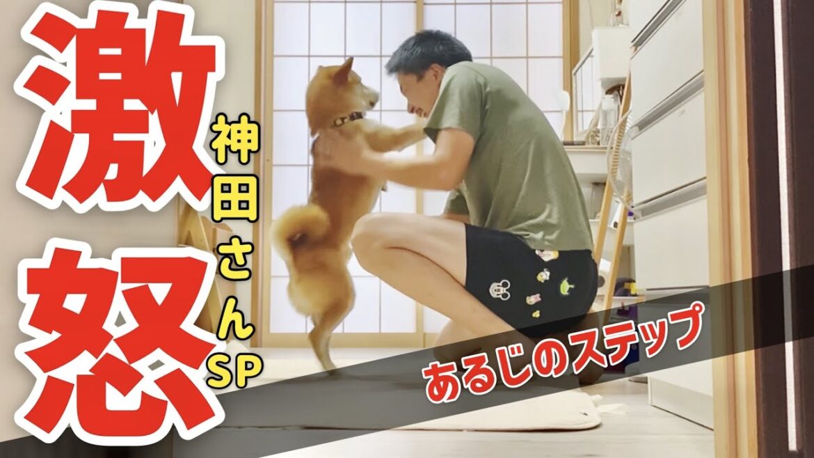 【柴犬こむぎ】夏休みの自由研究に関する苦い思い出が甦った日の三浦海岸ジブリ【あるじのステップ】shibainu comugi