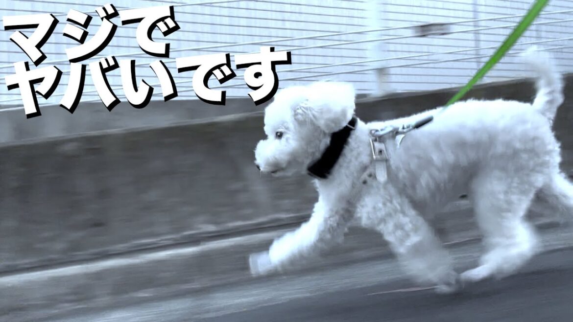 【衝撃】めったに走らない愛犬がとある理由で爆走してます