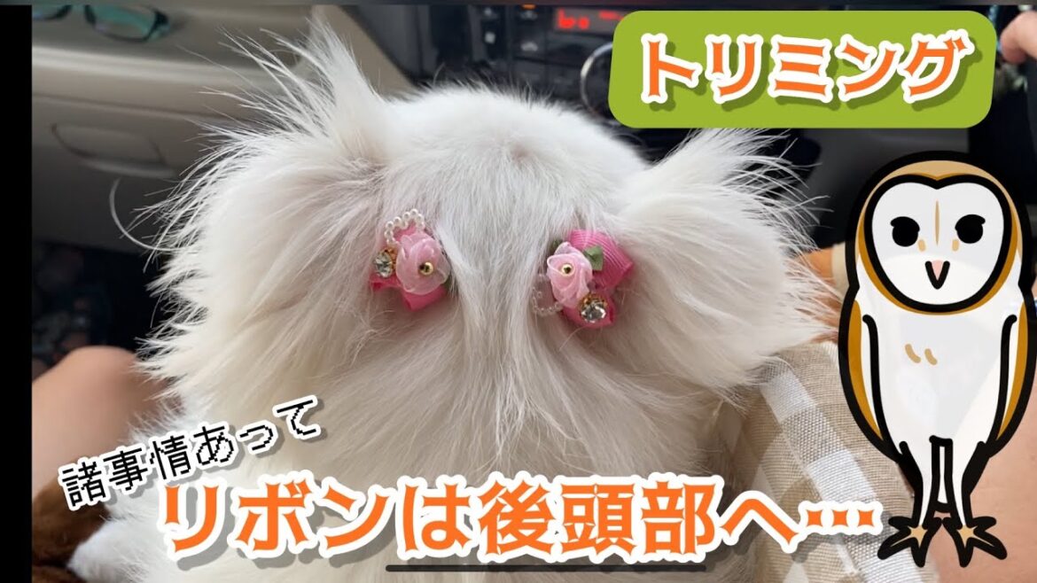 【ペキニーズ】梅子！諸事情あってリボンは後頭部に付けられました…　後頭部がフクロウの顔