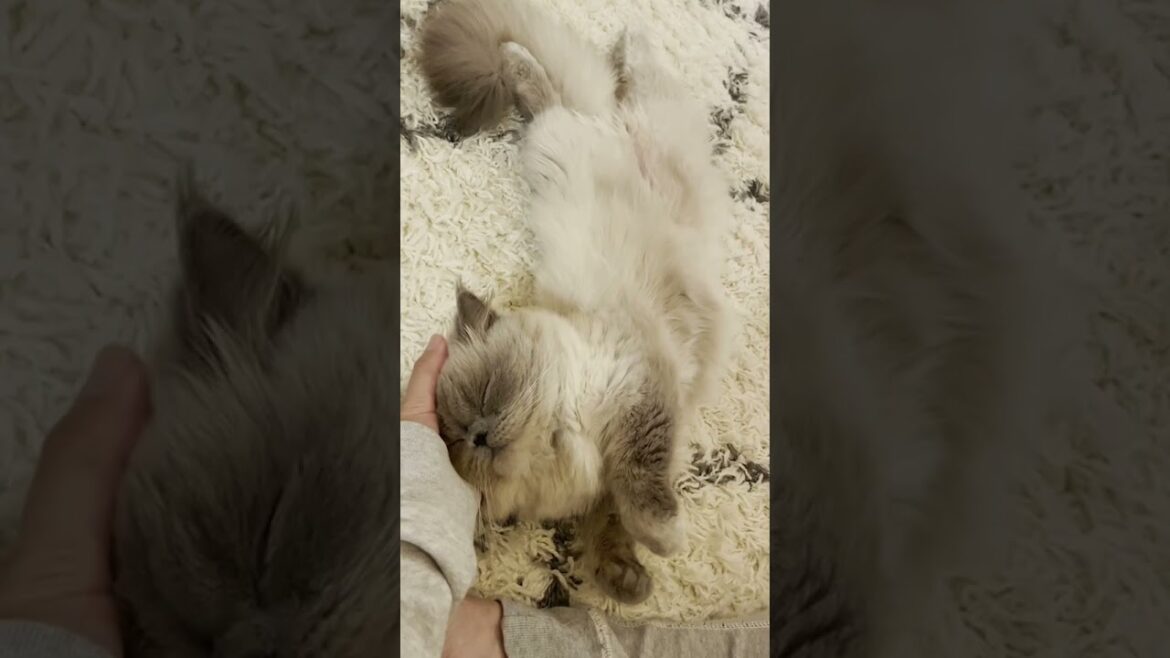 #shorts 撫でられてる時の顔が可愛すぎる猫【ヒマラヤン】