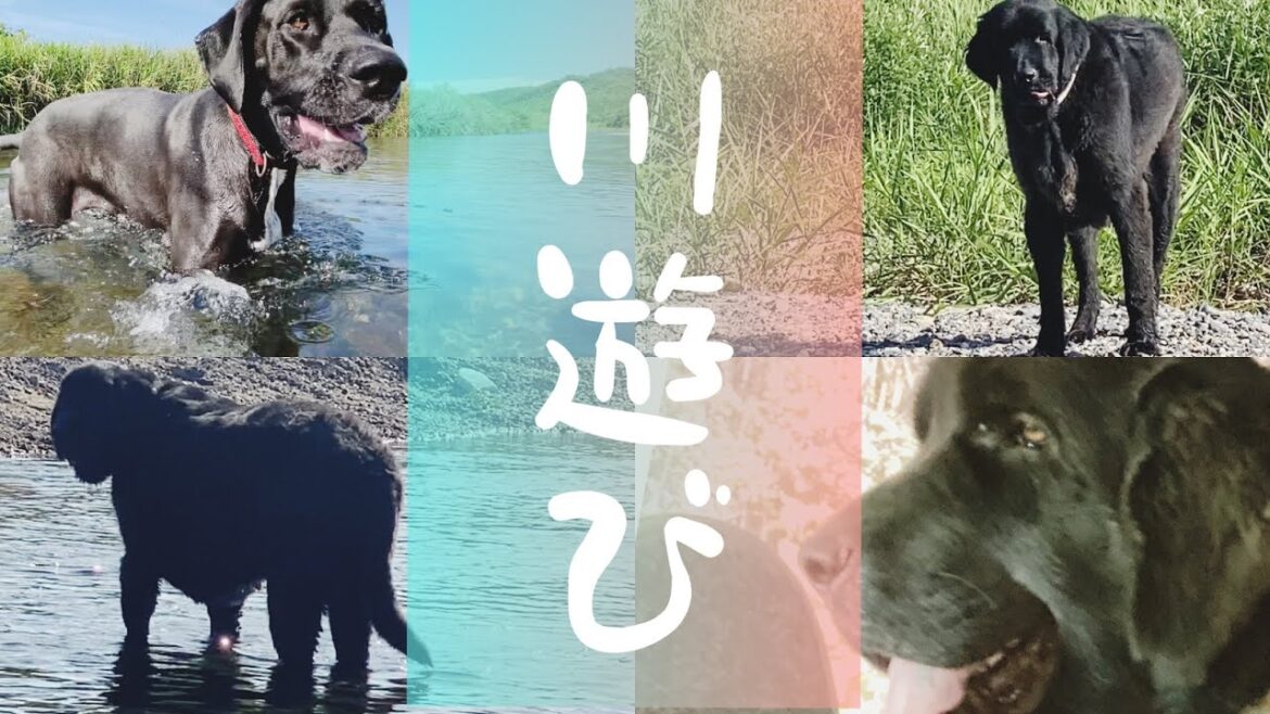 ニューファンドランドの川遊び🫣？グレートデン川遊び🫣 大型犬 超大型犬 愛犬と川遊び クラウン ドライブ 犬好き 動物好き 大きい犬 犬好き 可愛い犬 かっこいい犬 犬川遊び