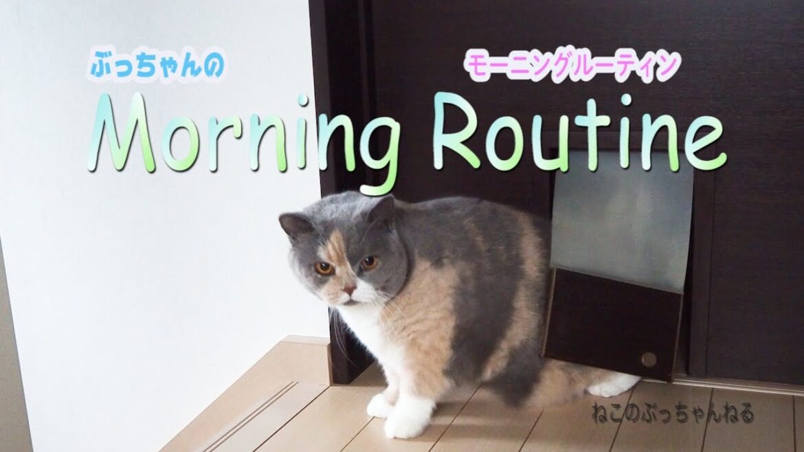 モーニングルーティン ねこの ぶっちゃんねる【Morning Routine】😼ブリティッシュショートヘアー｜ねこのいる暮らし｜ねこ動画｜