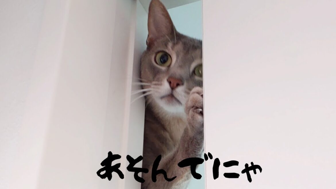 扉を閉めさせない猫（アビシニアン、ロシアンブルーMIX） #shorts