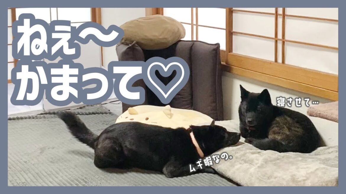 【甲斐犬】かまってほしい甲斐犬のアピールがまるで人間の子供みたいで可愛すぎる…！