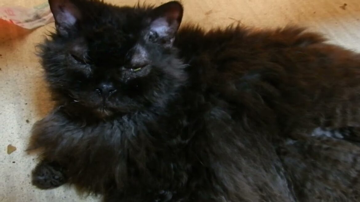 Shuan,the Selkirk Rex セルカークレックスのシュワン