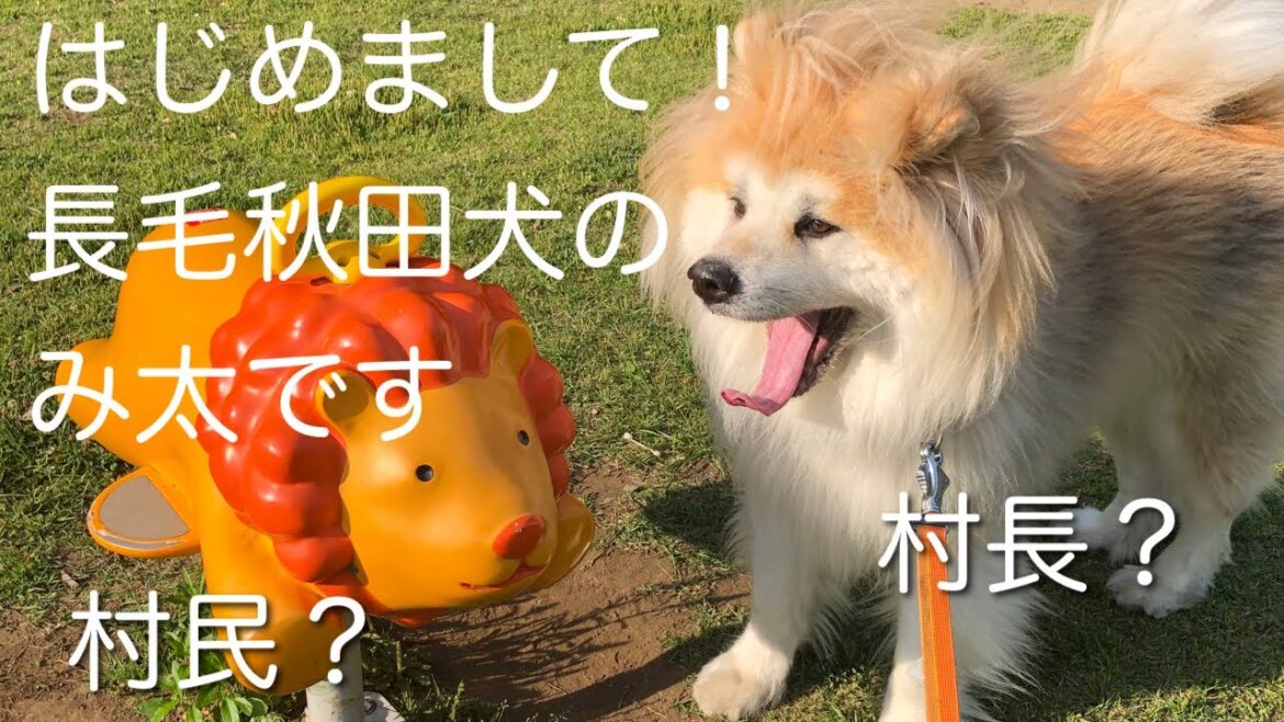 はじめまして、長毛秋田犬の「み太」です / Hello! My name is Mita, Akita.
