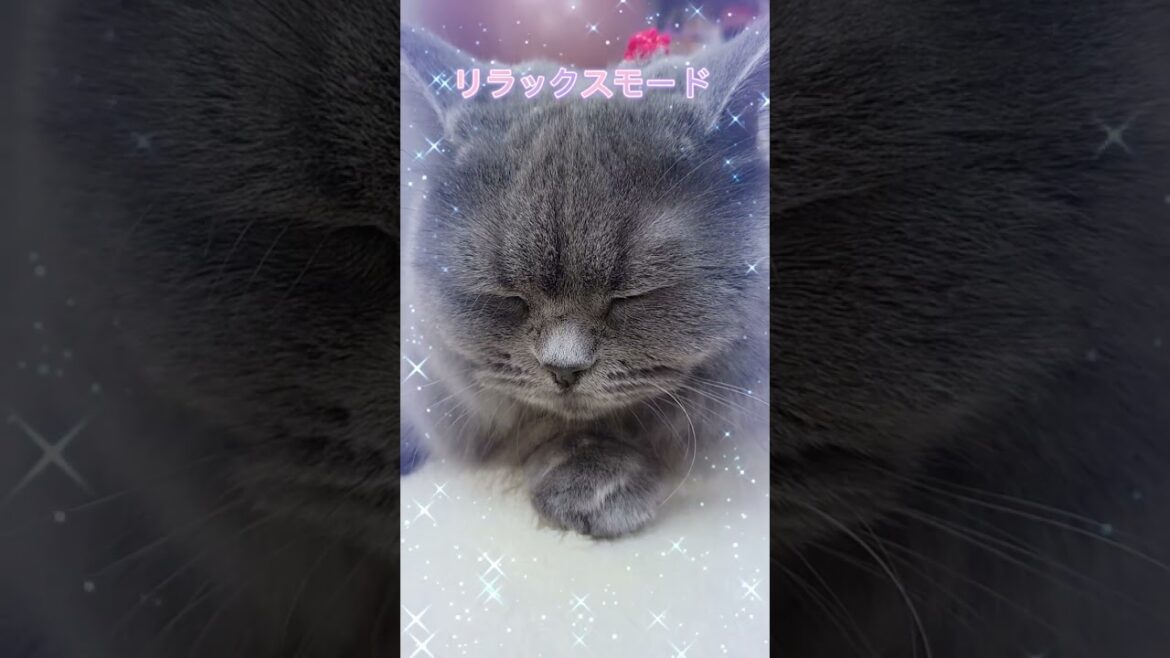 2022年最後のお手入れ✨✨【サイベリアン・キキのKIKICHANNEL】#shorts #サイベリアン #猫