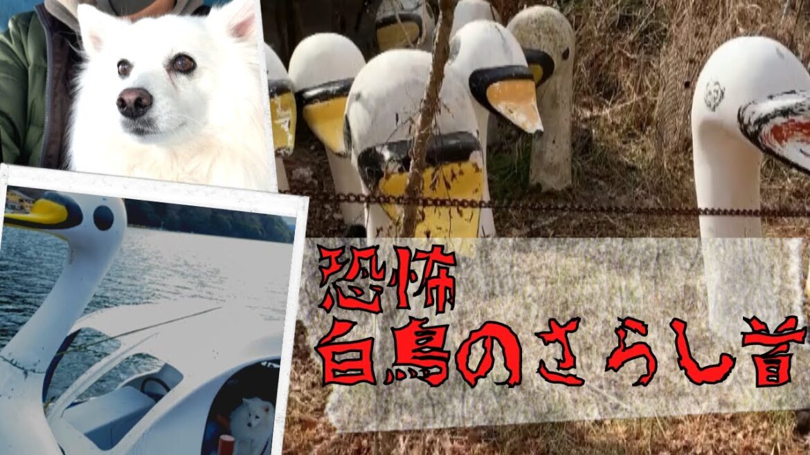 芦ノ湖に白鳥の墓場⁉️ 桃源台でレトロなスワンボート体験【日本スピッツ】