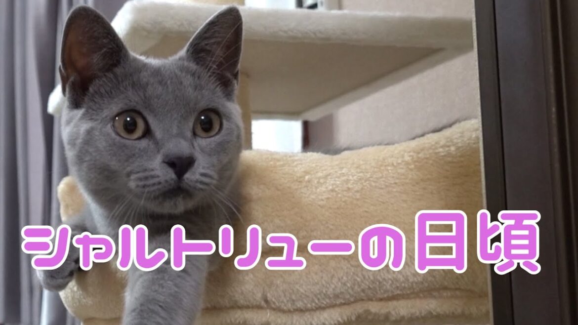 シャルトリューの子猫の日頃part①【遊んで寝る】