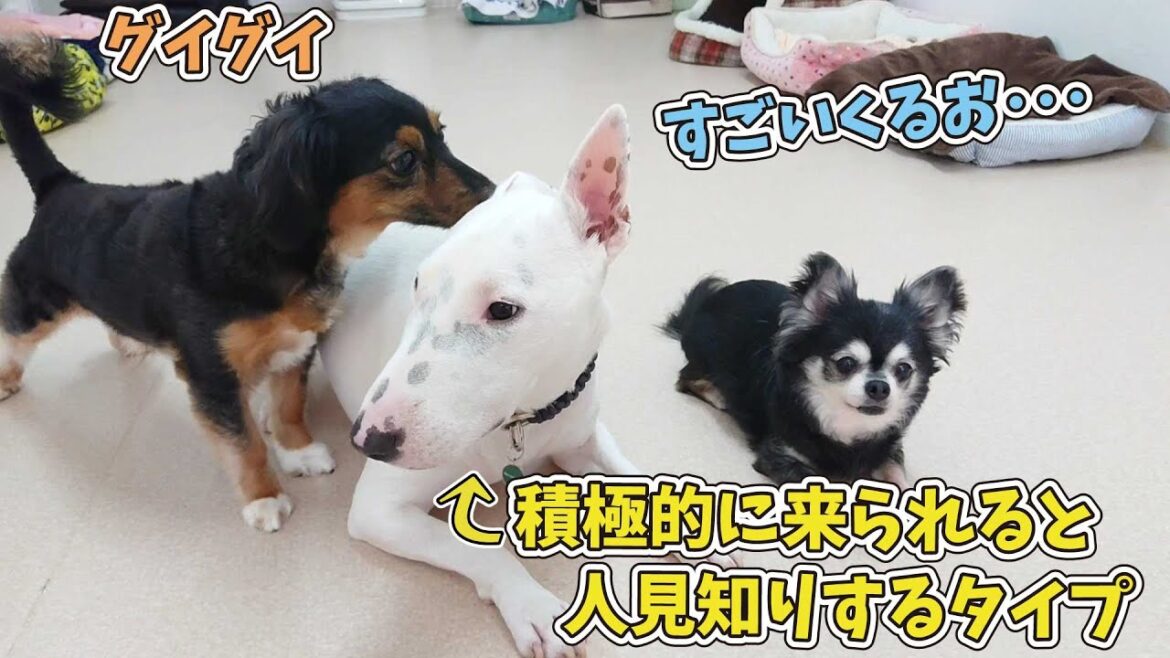 積極的に来られるとちょっと困るミニチュアブルテリア”てるお”　🐶ひみつきちなう！#2🐶  (チワワ パピックス ミニチュアダックス ビションフリーゼ マルチーズ) 2020年7月10日