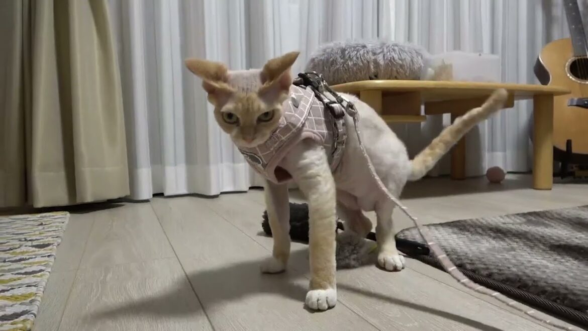 ハーネスを着せたら、うまく歩けないデボン猫です。 ハーネスを着せたら、うまく歩けないデボン猫です。